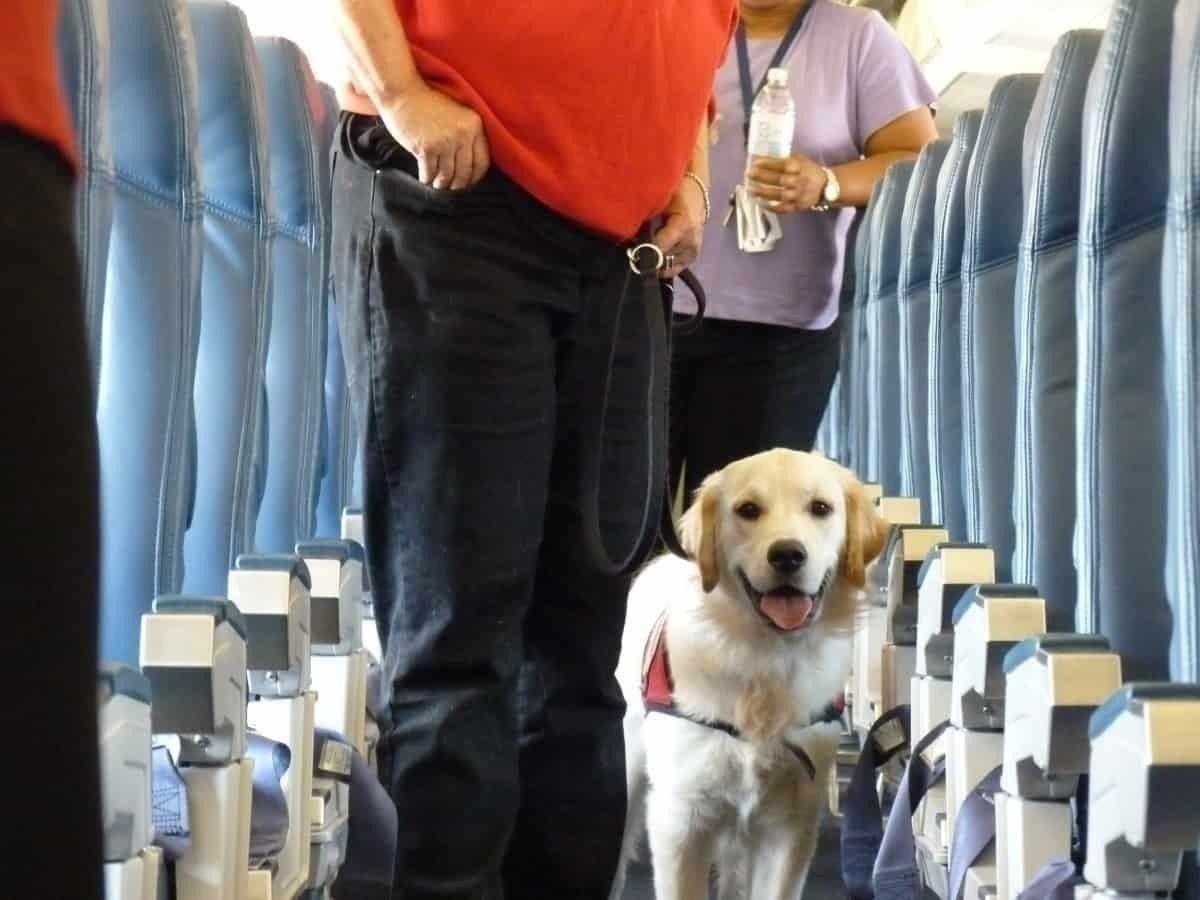 Delta welcomes service dogs on board but they must adhere to restrictions. 
