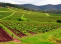 17th Legends Awards celebrates Hunter Valley’s wine and tourism industry