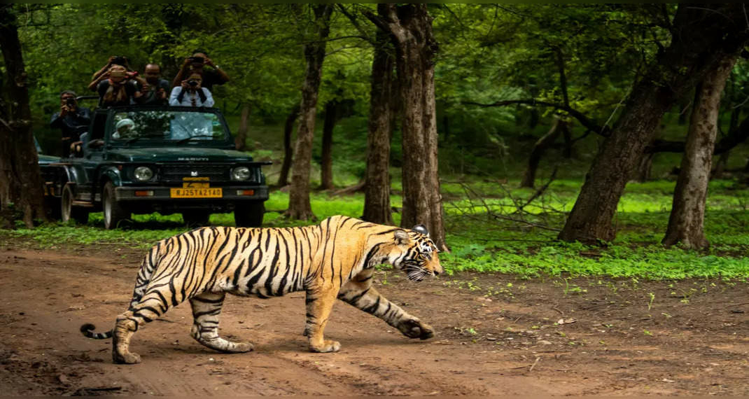 8 national parks to visit in India before they shut - Travel News, Insights & Resources.