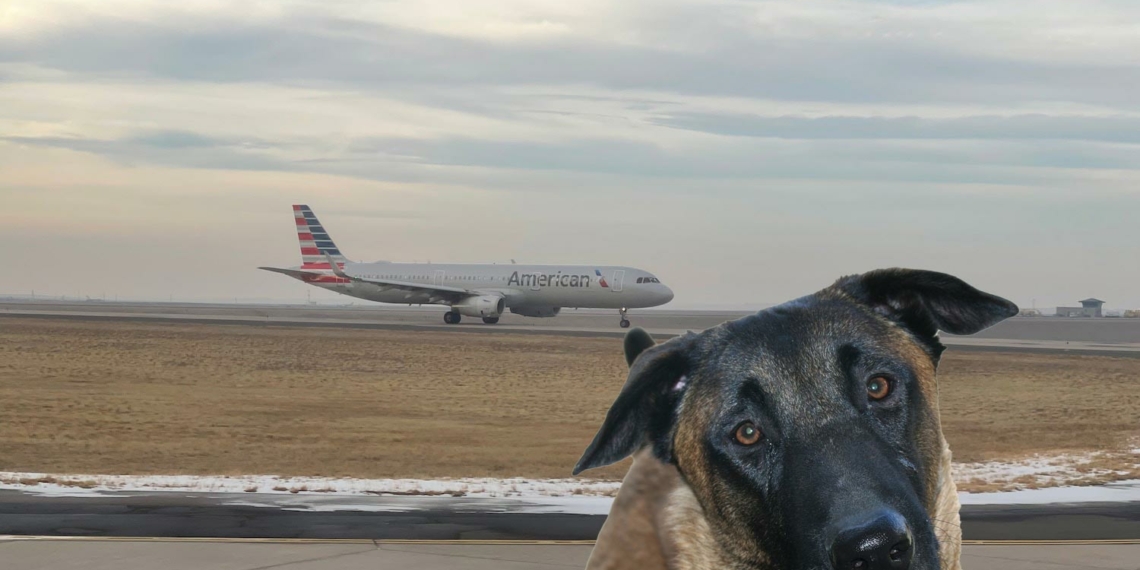 American Airlines Denver Dog Attack - Travel News, Insights & Resources.