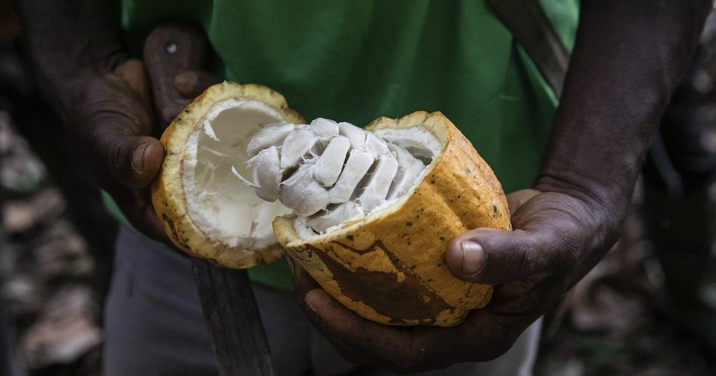 Cameroon chocolate makers squeezed by high cocoa prices Africanews - Travel News, Insights & Resources.