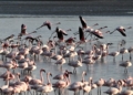 Emirates plane kills 36 flamingoes in single bird strike incident - Travel News, Insights & Resources.