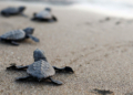New TUI Turtle Aid projects launched in Cape Verde Kenya - Travel News, Insights & Resources.