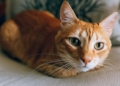 The Airbnb cat who proudly serves as an Appalachian Trail - Travel News, Insights & Resources.