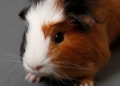 Three guinea pigs found dead in bag behind bus shelter - Travel News, Insights & Resources.