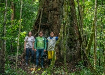 Brazil upgrades park to protect Amazons tallest tree allows tourism - Travel News, Insights & Resources.