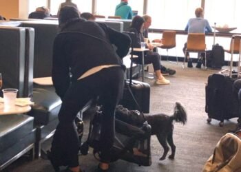 Delta Air Lines Detroit Lounge Becomes Dog Cafe Pets Run - Travel News, Insights & Resources.