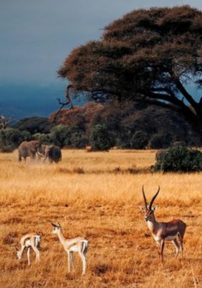 Kenya to Become Visa Free for Global Travelers Starting January 2025 - Travel News, Insights & Resources.