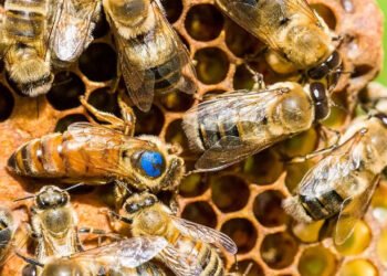 Potential for beekeeping in tourism industry - Travel News, Insights & Resources.