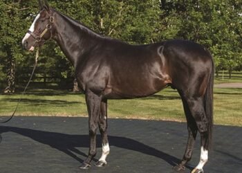 Tourist Sold to Turkey Will Stand at Izmit Stud Farm - Travel News, Insights & Resources.